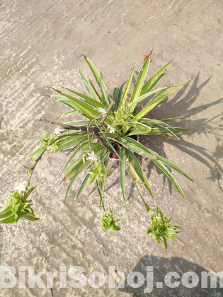 Spider plant